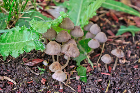 Closeup of small brown mushrooms in the grassの写真素材