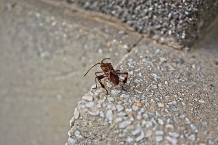 Closeup of a brown Triatominae bug on a gray wallの写真素材