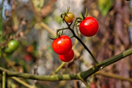 Closeup of ripe cherry tomatoes growing in the gardenの写真素材