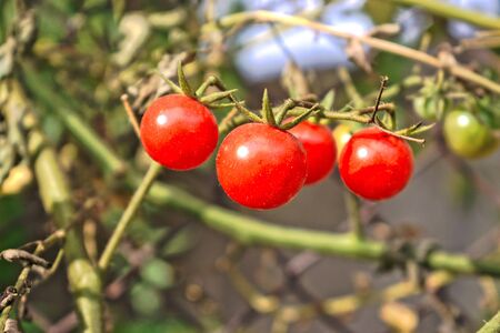 Closeup of ripe cherry tomatoes growing in the gardenの写真素材