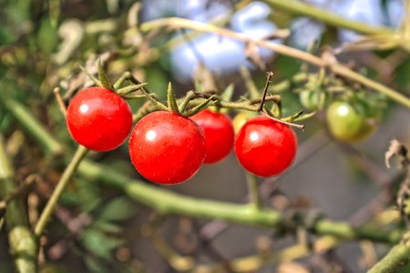Closeup of ripe cherry tomatoes growing in the gardenの写真素材