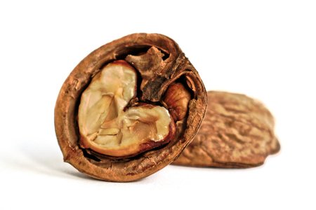 Closeup of a walnut on a white backgroundの写真素材