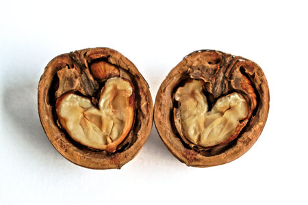 Closeup of two walnut halves with heart shaped cores on a white backgroundの写真素材