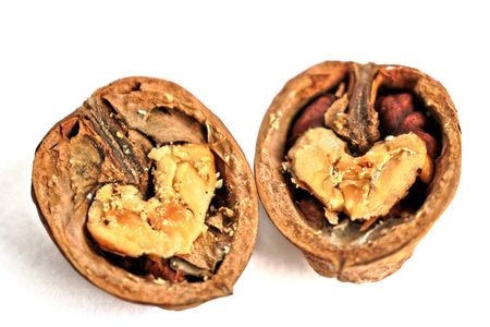 Closeup of two walnut halves with heart shaped cores on a white backgroundの写真素材