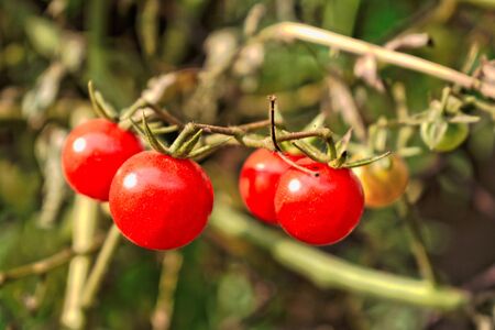 Closeup of ripe cherry tomatoes growin in the gardenの写真素材