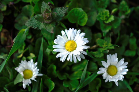 Closeup of daisies in the grassの写真素材