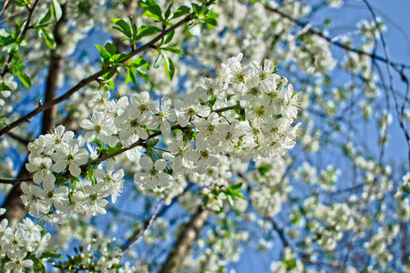 Closeup of white cherry blossoms on a treeの写真素材