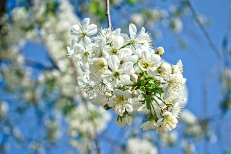 Closeup of white cherry blossomsの写真素材