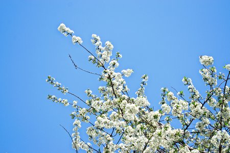 Closeup of white cherry blossomsの写真素材