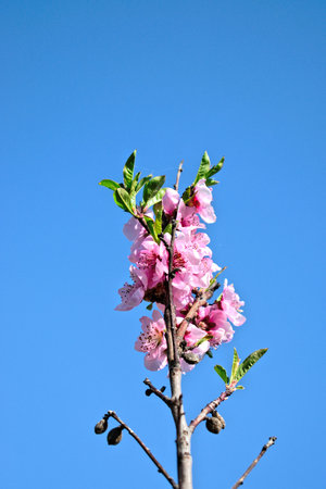 Closeup of pink plum blossomsの写真素材