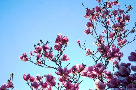 Closeup of magnolia tree branchesの写真素材