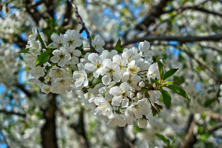 Closeup of white cherry blossomsの写真素材