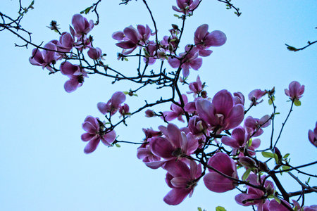 Closeup of pink magnolia flowersの写真素材