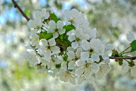 Closeup of white cherry blossomsの写真素材