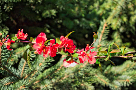 Closeup of small red flowersの写真素材