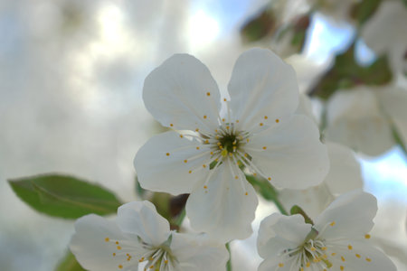 Closeup of white cherry blossomsの写真素材