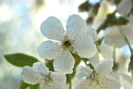 Closeup of white cherry blossomsの写真素材
