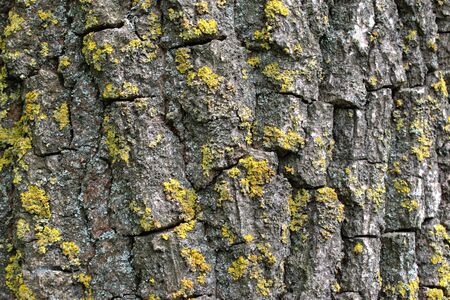 Closeup of a tree bark for background/textureの写真素材