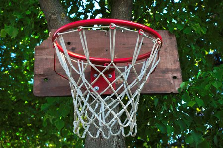 Closeup of a basketball hoop on a tree