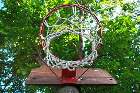 Closeup of a basketball hoop on a treeの写真素材