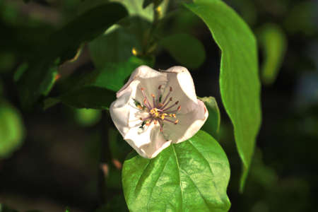 Closeup of a white flowerの写真素材