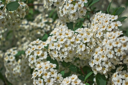 Closeup of small white flowersの写真素材