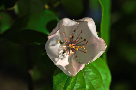 Closeup of a white flowerの写真素材