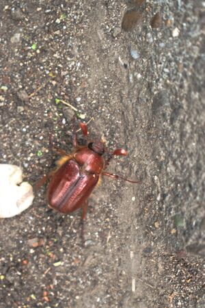 Closeup of a brown bug on the pavementの写真素材