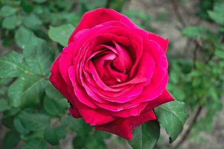 Closeup of a pink roseの写真素材