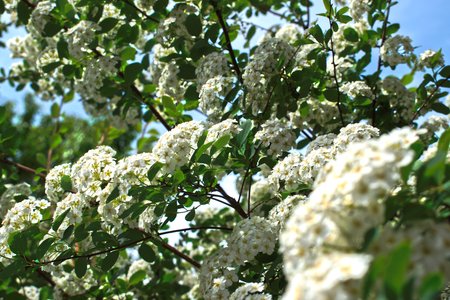 Closeup of small white flowersの写真素材