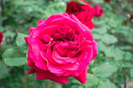 Closeup of a pink roseの写真素材