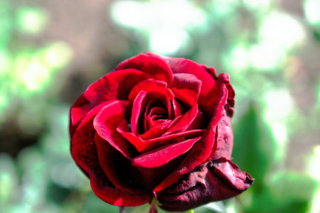Closeup of a red roseの写真素材