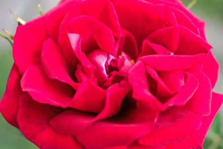 Closeup of a red roseの写真素材