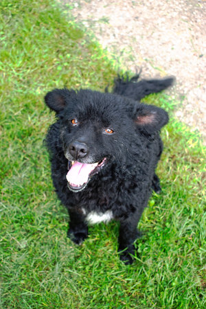 Closeup of a happy black sheepdogの写真素材