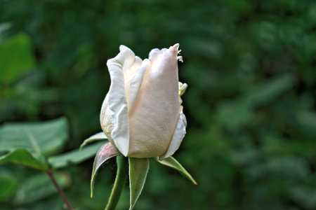Closeup of a white rose budの写真素材