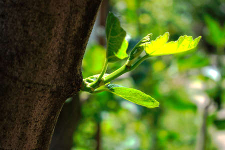 Closeup of a fig branch sproutの写真素材