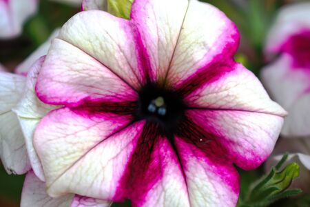 Closeup of a white and purple Morning Gloryの写真素材