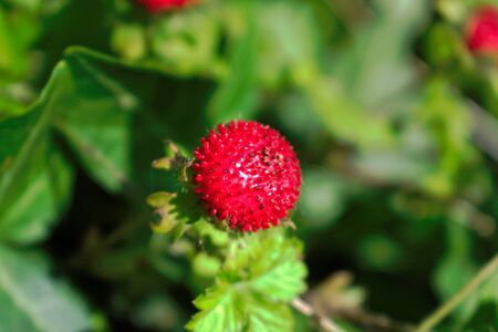 Closeup of a wild red berryの写真素材