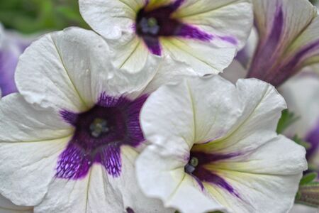 Closeup of white and purple Morning Gloriesの写真素材