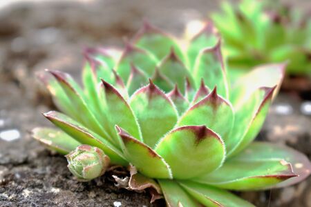 Closeup of a green succulentの写真素材