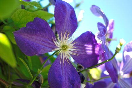 Closeup of purple flowersの写真素材