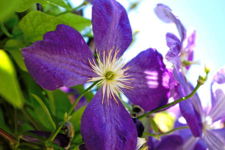 Closeup of purple flowers