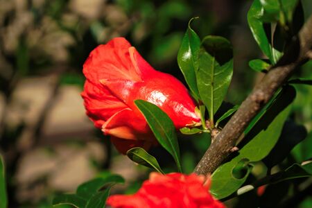 Closeup of a pomegranate budの写真素材