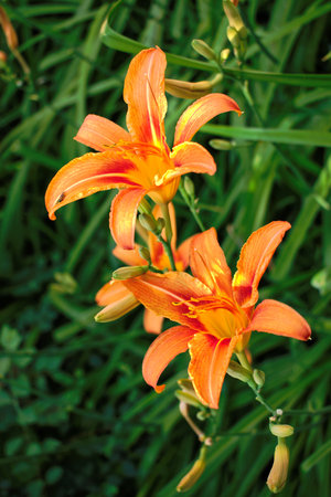 Closeup of orange liliesの写真素材