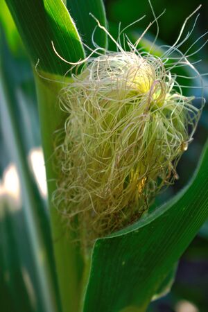 Closeup of a corn in a fieldの写真素材