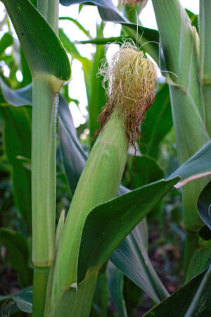 Closeup of a corn in a fieldの写真素材