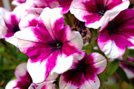 Closeup of white and pink Morning Gloriesの写真素材