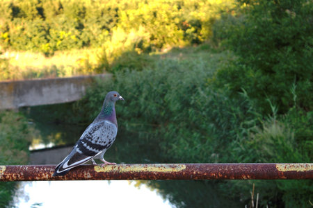 Closeup of a pigeon on a railの写真素材