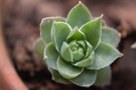 Closeup of a small succulent in a potの写真素材
