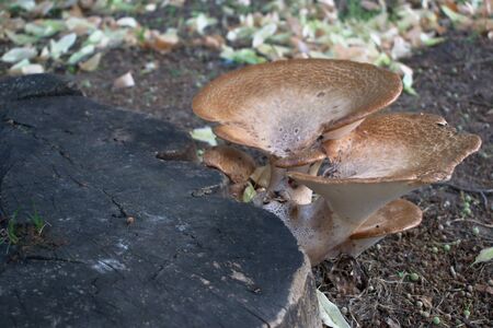 Closeup of mushrooms on a tree stumpの写真素材